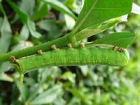 オオスカシバの幼虫（害虫）・写真1