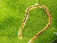 モモハモグリガの食害痕（害虫）・写真3