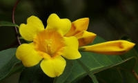花の種類・カロライナジャスミン