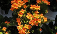 花の種類・カランコエ