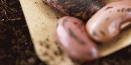 家庭菜園の種まき