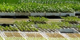 苗作りと苗選び