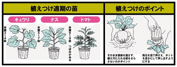 植えつけのポイント