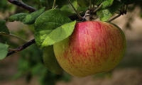 果樹の種類と育て方・リンゴ