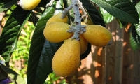 果樹の種類と育て方・ビワ