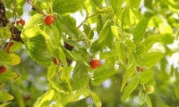果樹の種類と育て方・ナツメ