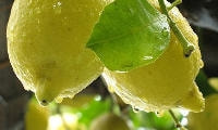 果樹の種類と育て方・レモン類