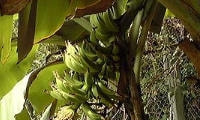 果樹の種類と育て方・バナナ
