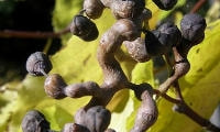 果樹の種類と育て方・ケンポナシ