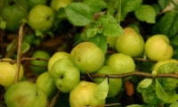 果樹の種類と育て方・クサボケ