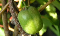 果樹の種類と育て方・サルナシ
