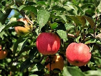 リンゴ・写真1