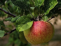 リンゴ・写真2