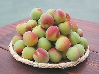 ウメの実・写真3