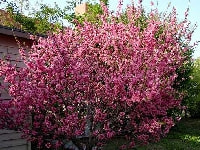 モモの花・写真2