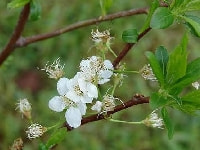 スモモの育て方・栽培方法