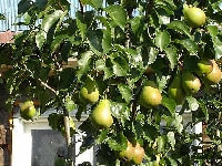 セイヨウナシの育て方・栽培方法