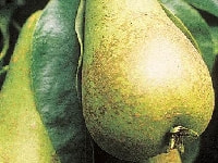 セイヨウナシ・写真2