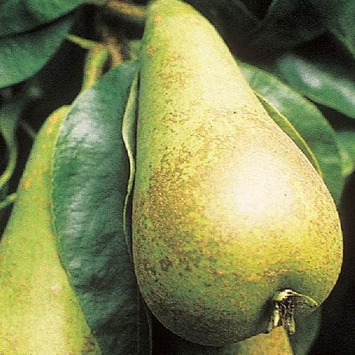 セイヨウナシの育て方・栽培方法