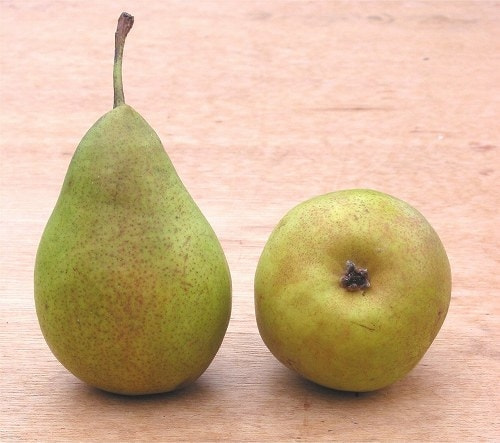 セイヨウナシの育て方・栽培方法