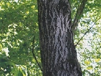 クルミの木・写真2