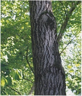 クルミの育て方 庭木 栽培方法 剪定