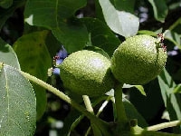 クルミの実・写真3