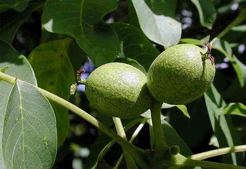 無料印刷可能な画像 最新のhd くるみ 育て 方