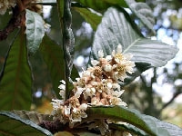 ビワの花・写真2