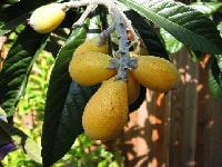 ビワの実・写真3