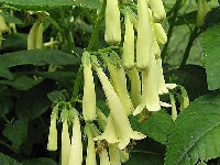 グミの花・写真2