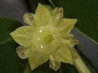 ナツメの花・写真2