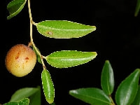 ナツメの実・写真3