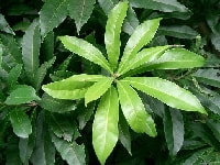 ヤマモモの葉・写真2