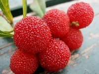 ヤマモモの実・写真3