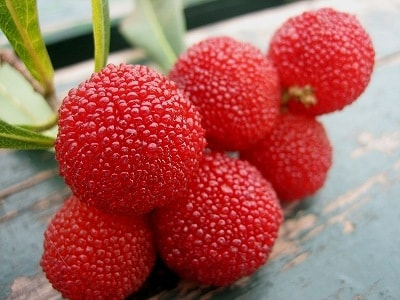 ヤマモモの育て方 庭木 栽培方法 剪定 ヤマモモの育て方 庭木 栽培方法 剪定