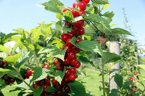 ユスラウメの育て方 庭木 栽培方法 剪定 ユスラウメの育て方 庭木 栽培方法 剪定