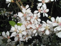 ユスラウメの花・写真2