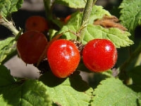 ユスラウメの実・写真3