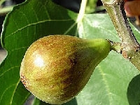 イチジク・写真1