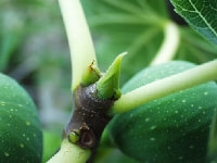 イチジクの芽吹き・写真2