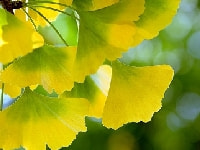 ギンナンの葉・写真2