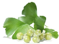 ギンナンの実・写真3