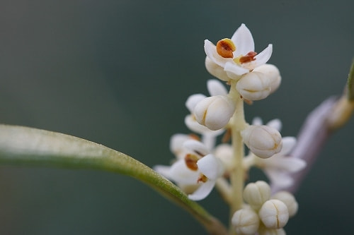 オリーブの育て方 庭木 栽培方法 剪定 オリーブの育て方 庭木 栽培方法 剪定