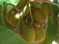 キウイフルーツ・写真1