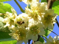 キウイフルーツの花・写真2