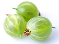 スグリの実・写真3