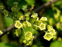 フサスグリの花・写真2