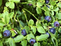 ブルーベリー・写真1