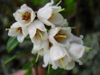 ブルーベリーの花・写真2